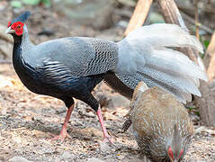 Kalij Pheasant