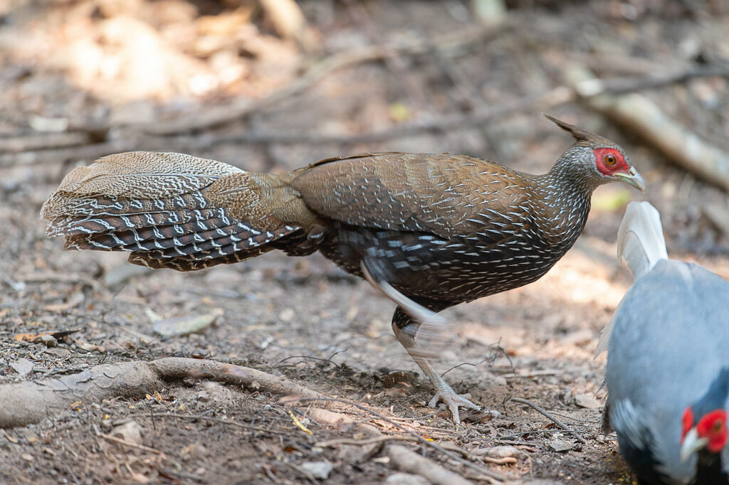 Kalij Pheasant female