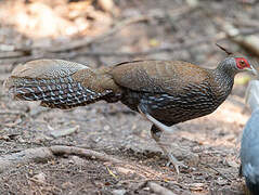 Kalij Pheasant