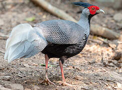 Kalij Pheasant