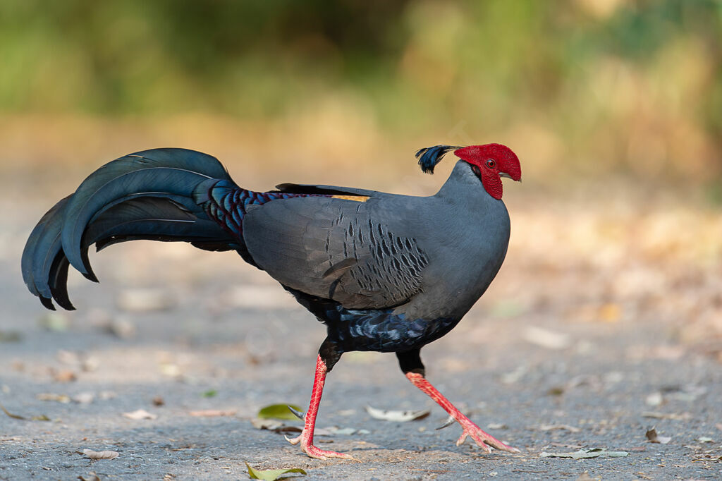 Siamese Fireback male