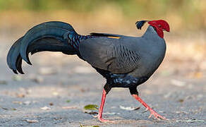 Siamese Fireback