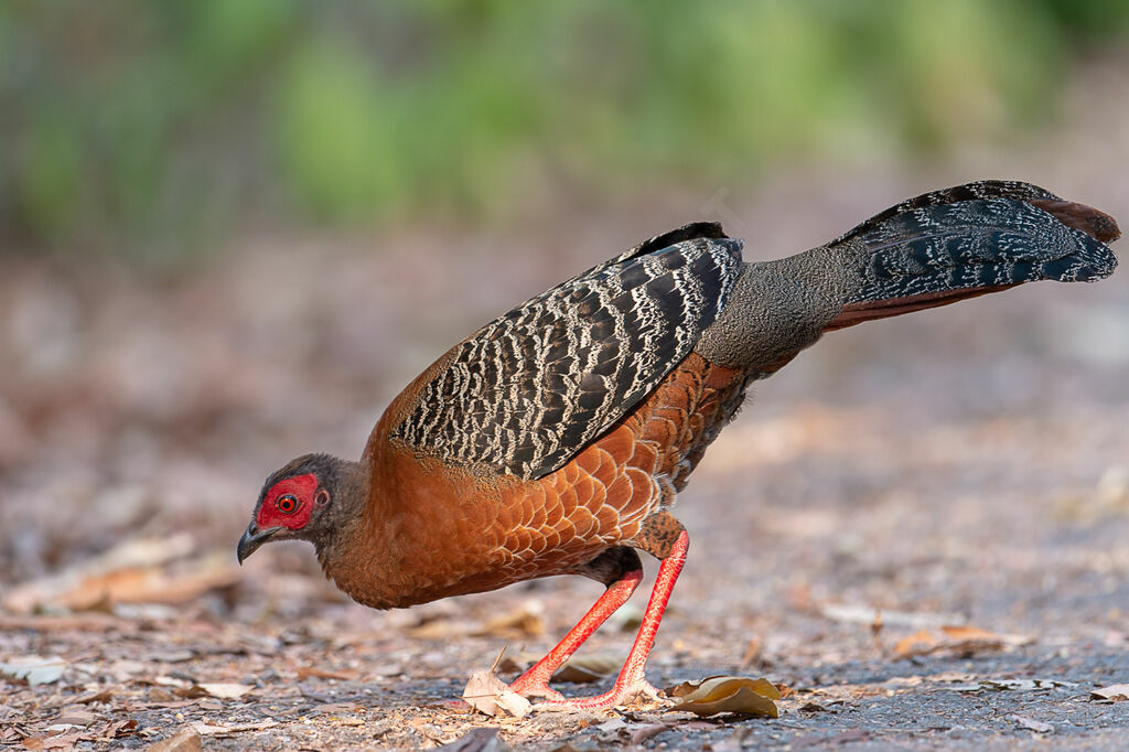 Siamese Fireback female