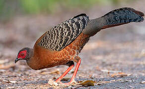 Siamese Fireback