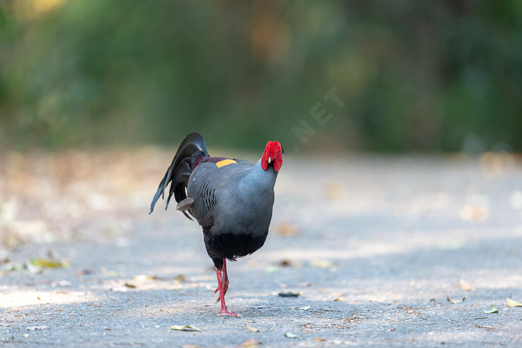 Siamese Fireback male