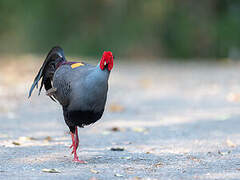 Siamese Fireback