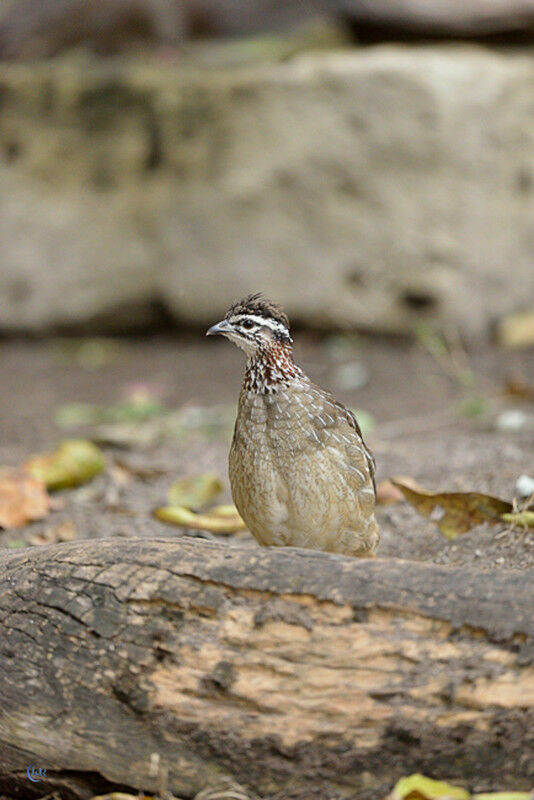 Crested Francolin