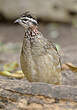 Francolin huppé