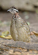 Crested Francolin