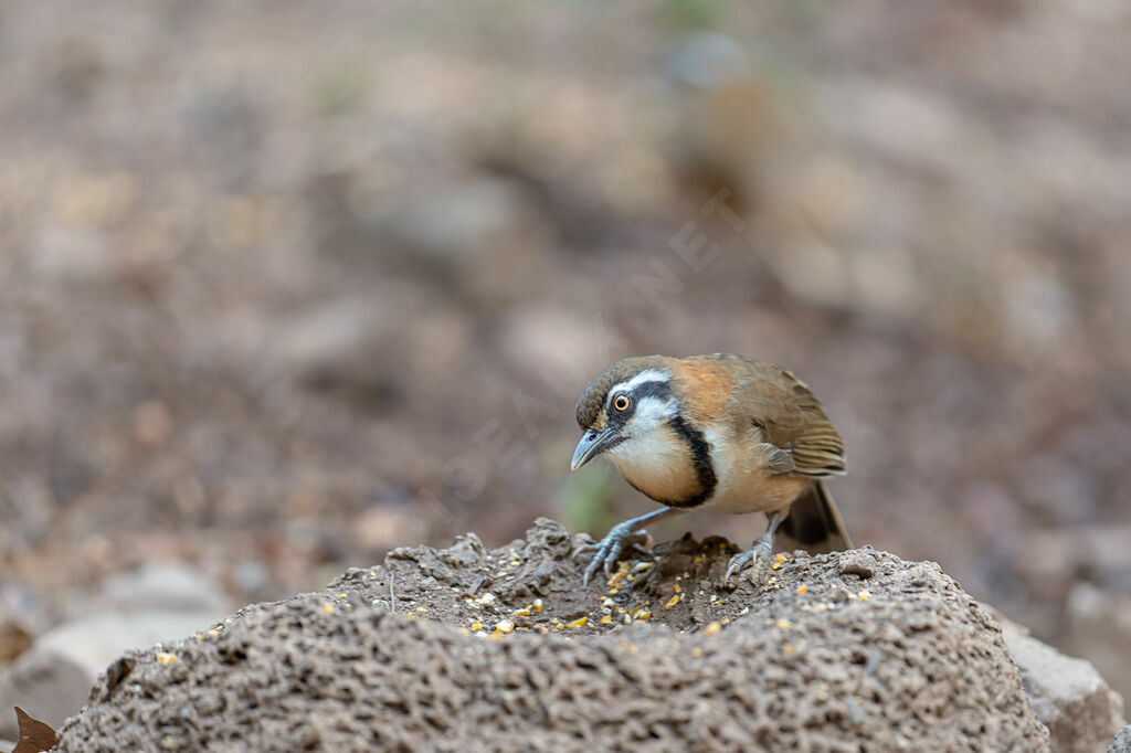 Lesser Necklaced Laughingthrush