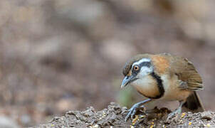 Lesser Necklaced Laughingthrush