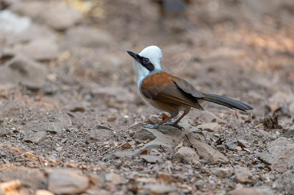 White-crested Laughingthrush