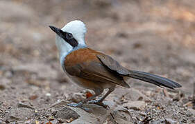 White-crested Laughingthrush