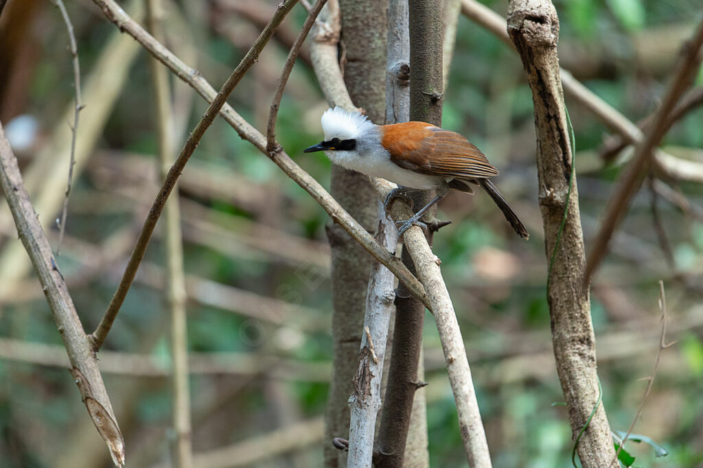 White-crested Laughingthrush