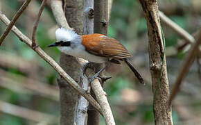 White-crested Laughingthrush