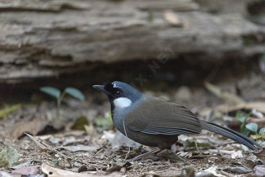 Black-throated Laughingthrush