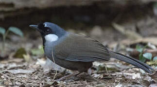 Black-throated Laughingthrush