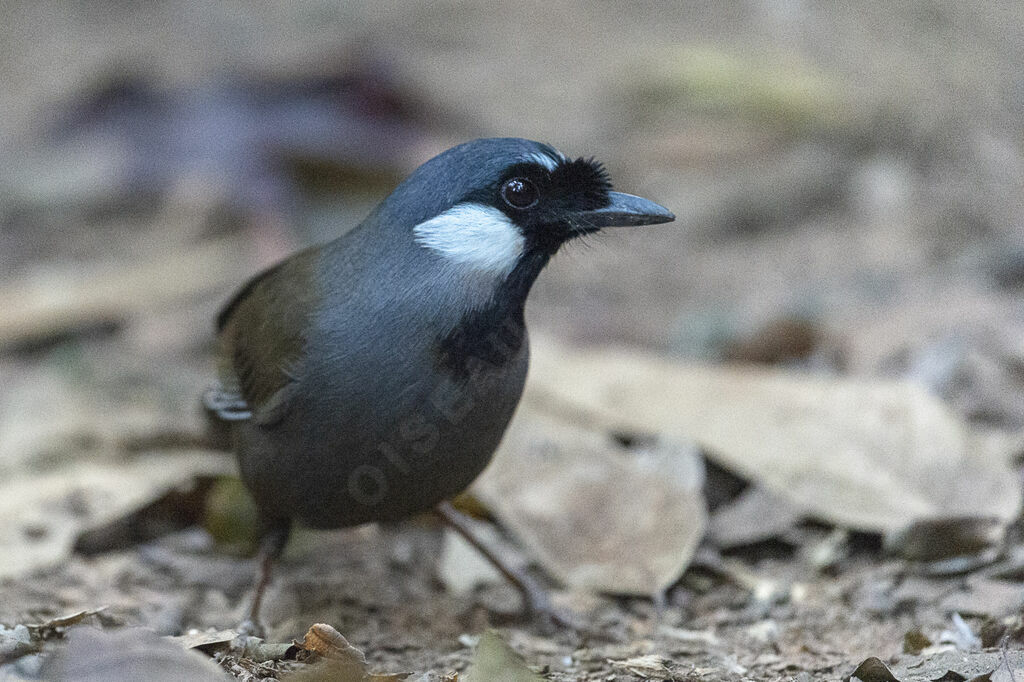 Black-throated Laughingthrush