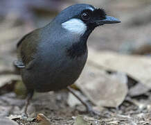 Black-throated Laughingthrush