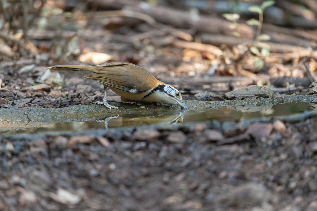 Greater Necklaced Laughingthrush