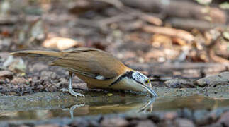 Greater Necklaced Laughingthrush