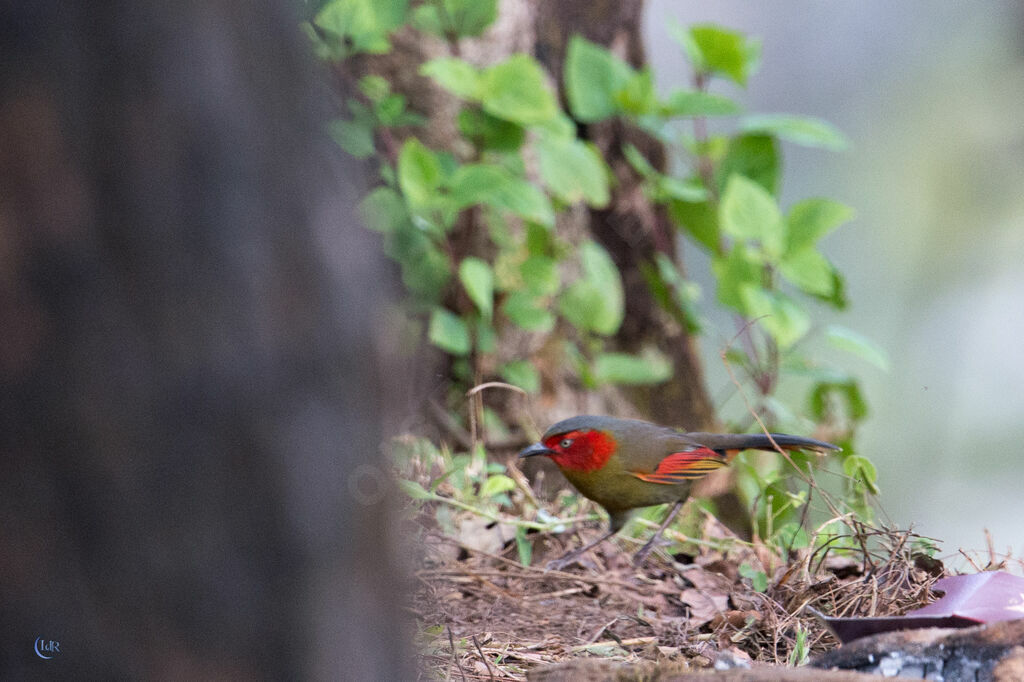 Scarlet-faced Liocichla, walking