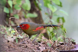 Scarlet-faced Liocichla