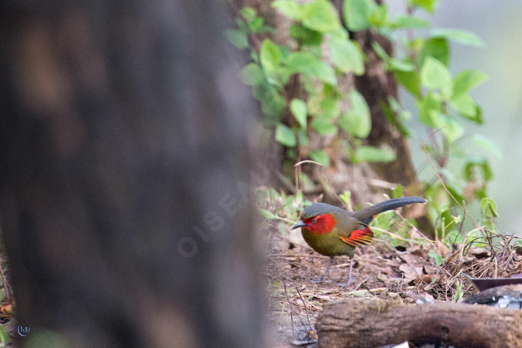 Scarlet-faced Liocichla, walking