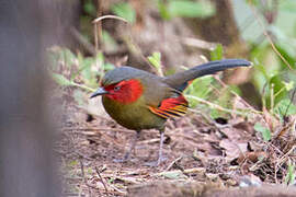 Scarlet-faced Liocichla