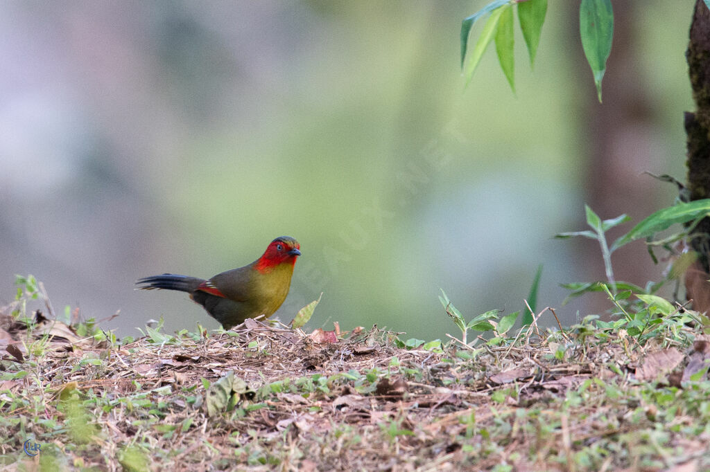 Scarlet-faced Liocichla, walking