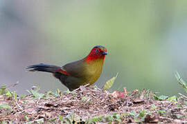 Scarlet-faced Liocichla