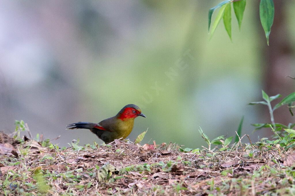 Scarlet-faced Liocichla, walking, eats