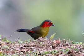 Scarlet-faced Liocichla