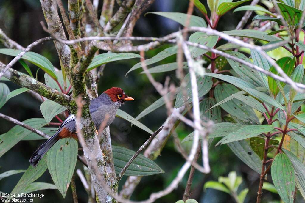 Chestnut-hooded Laughingthrush