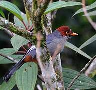 Chestnut-hooded Laughingthrush