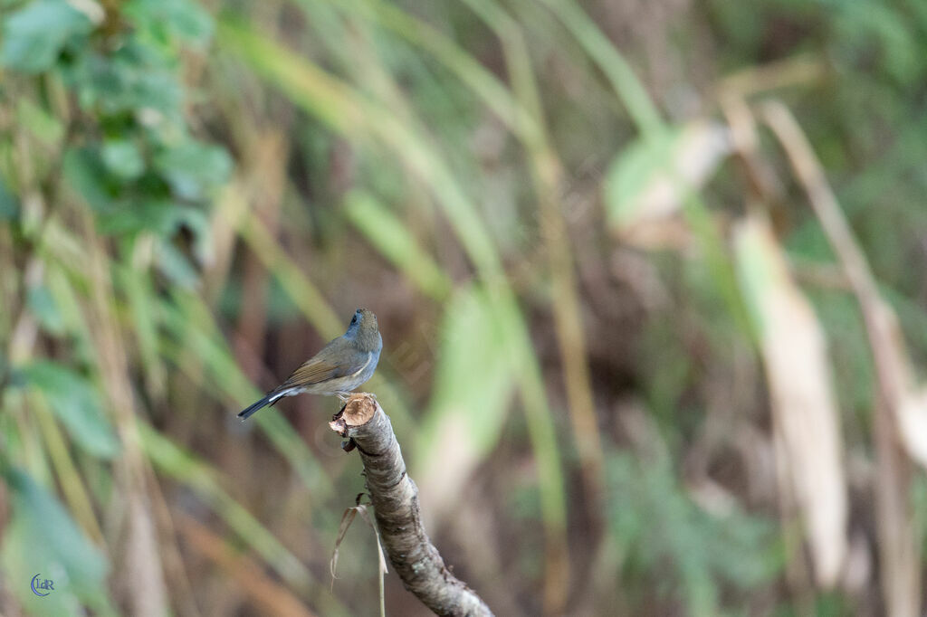 Rufous-gorgeted Flycatcher