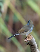 Rufous-gorgeted Flycatcher