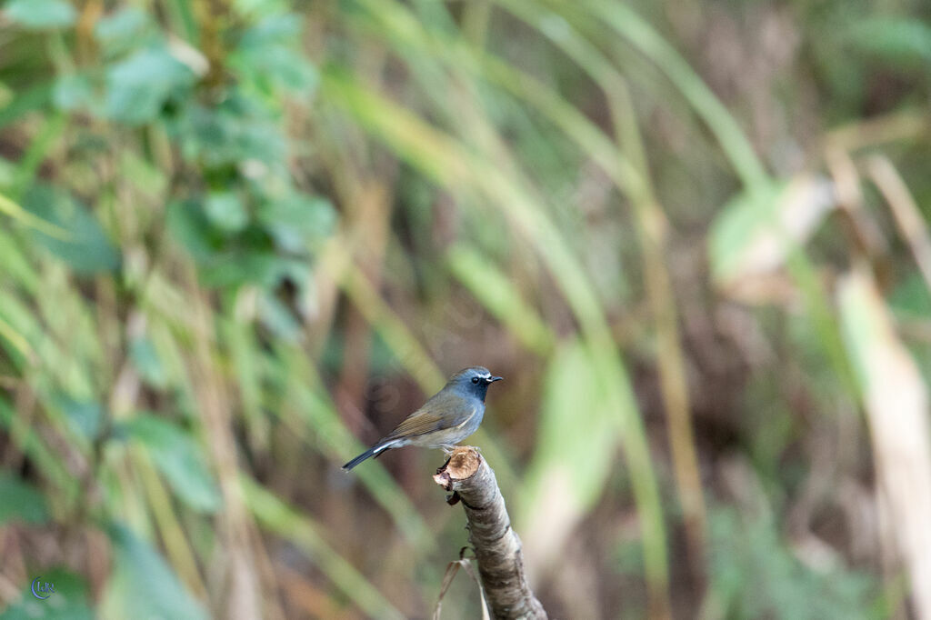 Rufous-gorgeted Flycatcher male