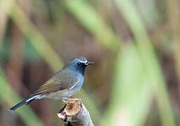 Rufous-gorgeted Flycatcher