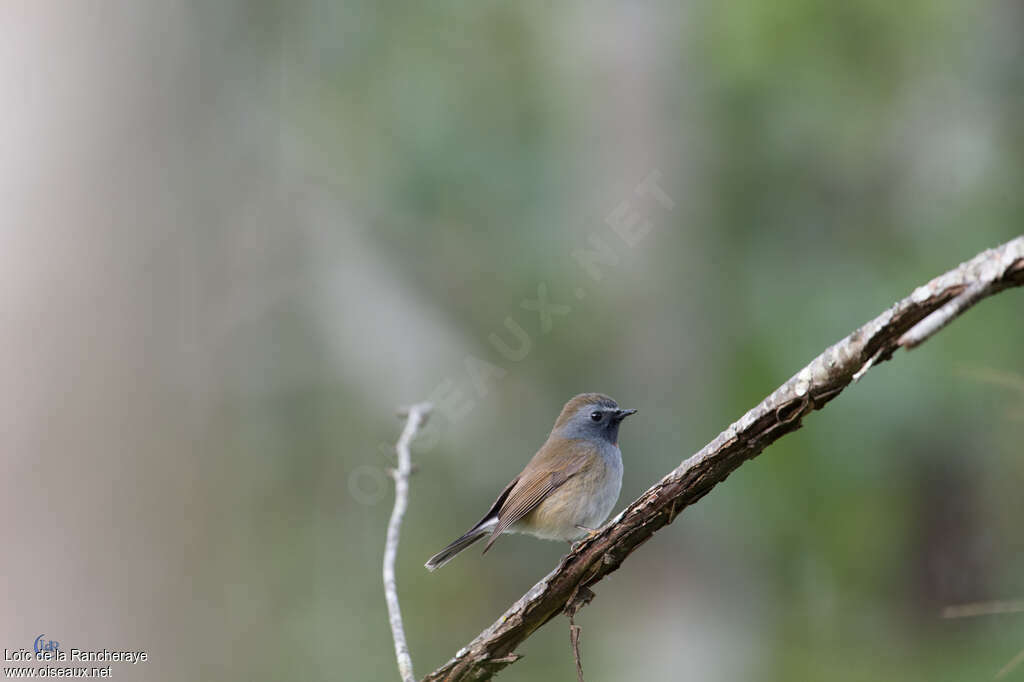 Rufous-gorgeted Flycatcher female adult, identification