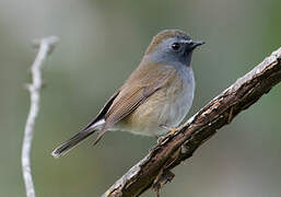 Rufous-gorgeted Flycatcher