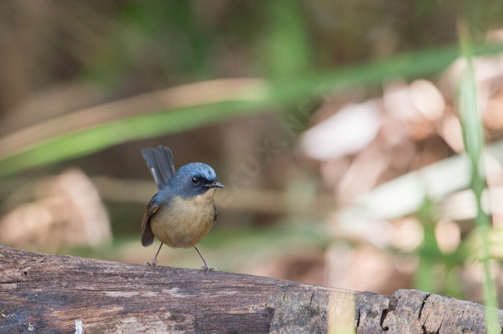 Slaty-blue Flycatcher