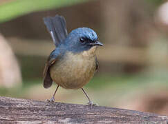 Slaty-blue Flycatcher