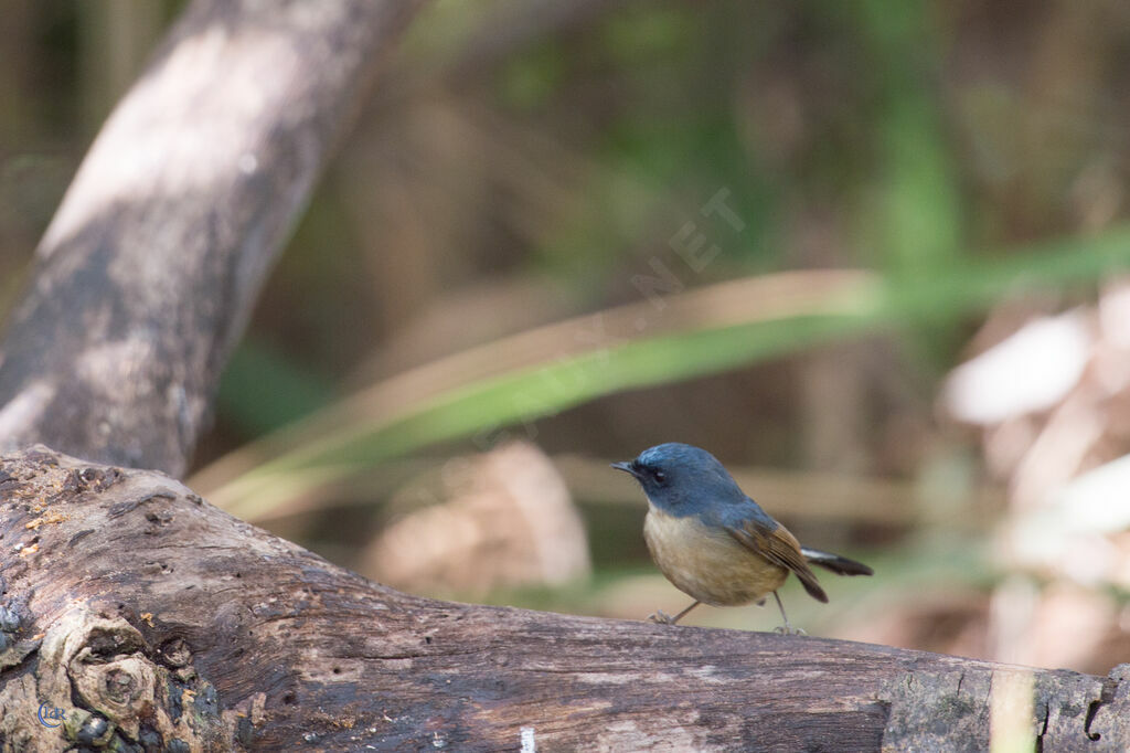 Slaty-blue Flycatcher