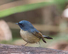 Slaty-blue Flycatcher