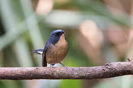 Slaty-blue Flycatcher