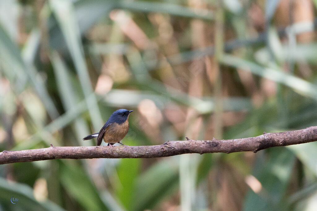 Slaty-blue Flycatcher male