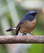 Slaty-blue Flycatcher