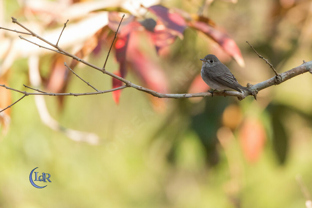 Asian Brown Flycatcher