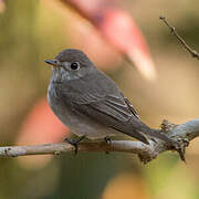 Asian Brown Flycatcher